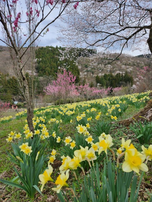 花桃と水仙