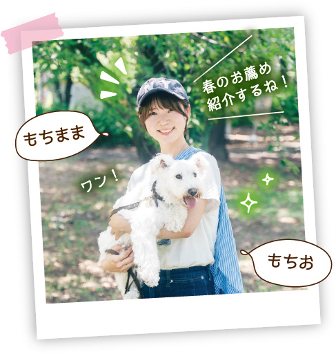 もちままともちおより「春のお薦め紹介するね！」