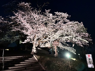 公園入口の標準木がライトアップされた様子。薄いピンク色のライトで下から照らされている。