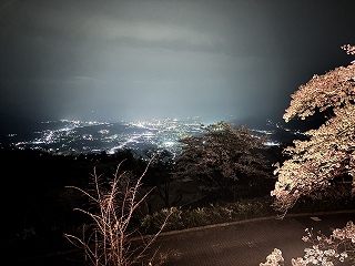 ライトアップされた桜と秩父盆地とコラボ。