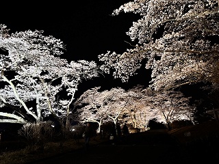 ライトアップされた桜並木。白や薄いピンク色でライトアップされ、夜に良く映える。