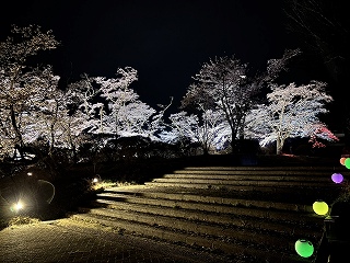 階段に色とりどりの提灯が置かれ、背景にはライトアップされた桜並木がある。