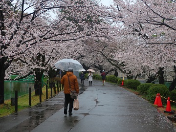 舟遊池東岸園路