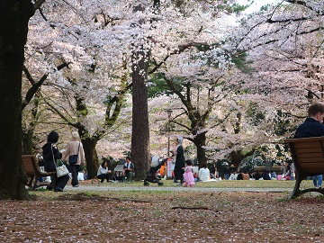 葉桜見