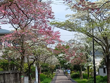 はなみずき通り