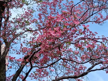 ピンクの花