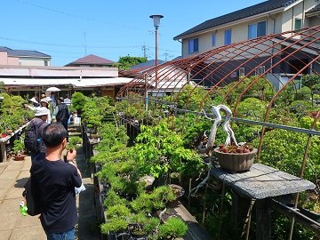 盆栽農家圃場