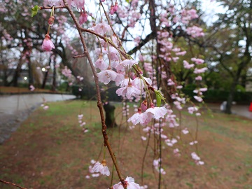 枝垂れ桜