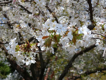 蕾と葉桜