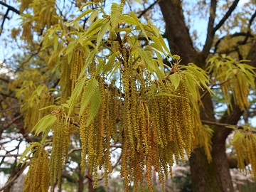 雄花