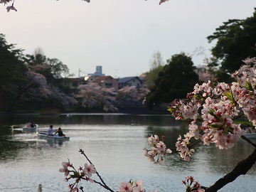 舟遊池の葉桜
