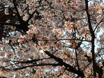 葉桜の枝