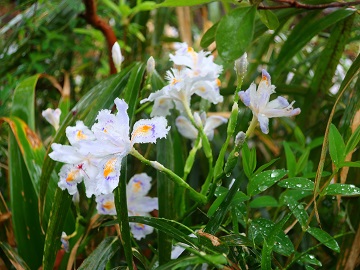 シャガの花