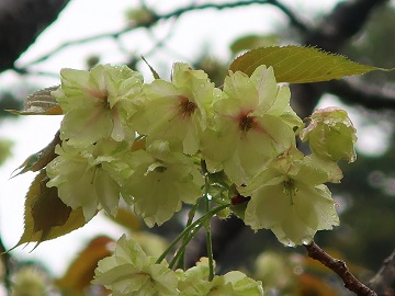 ウコンザクラの花