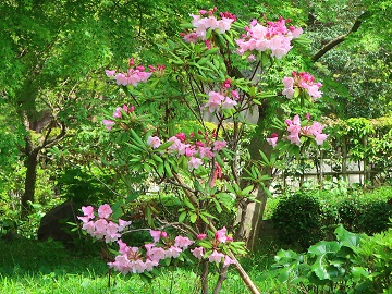 花1
