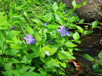 花2