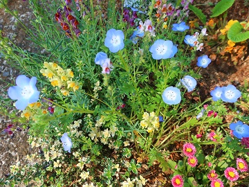 花壇の一画