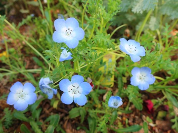 ネモフィラの花