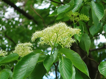ミズキの花序