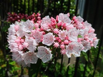 カルミアの花