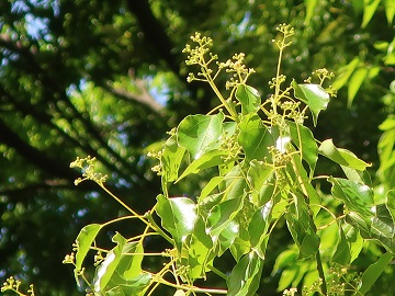 クスノキの花