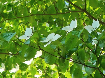 ヤマボウシの花