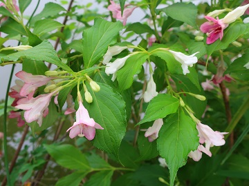 花のアップ