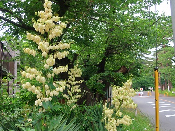 ユッカランの花柱