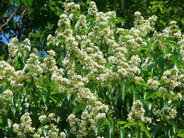 シマサルスベリの花