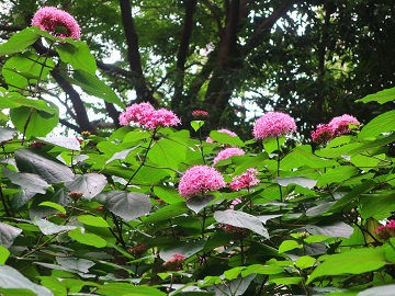 木