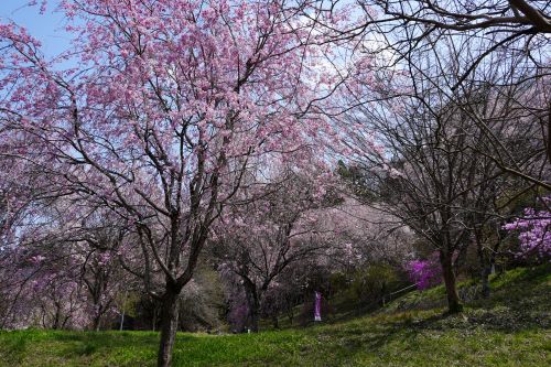 しだれ桜1