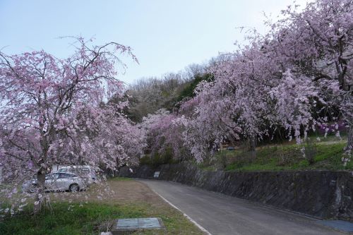 桜3