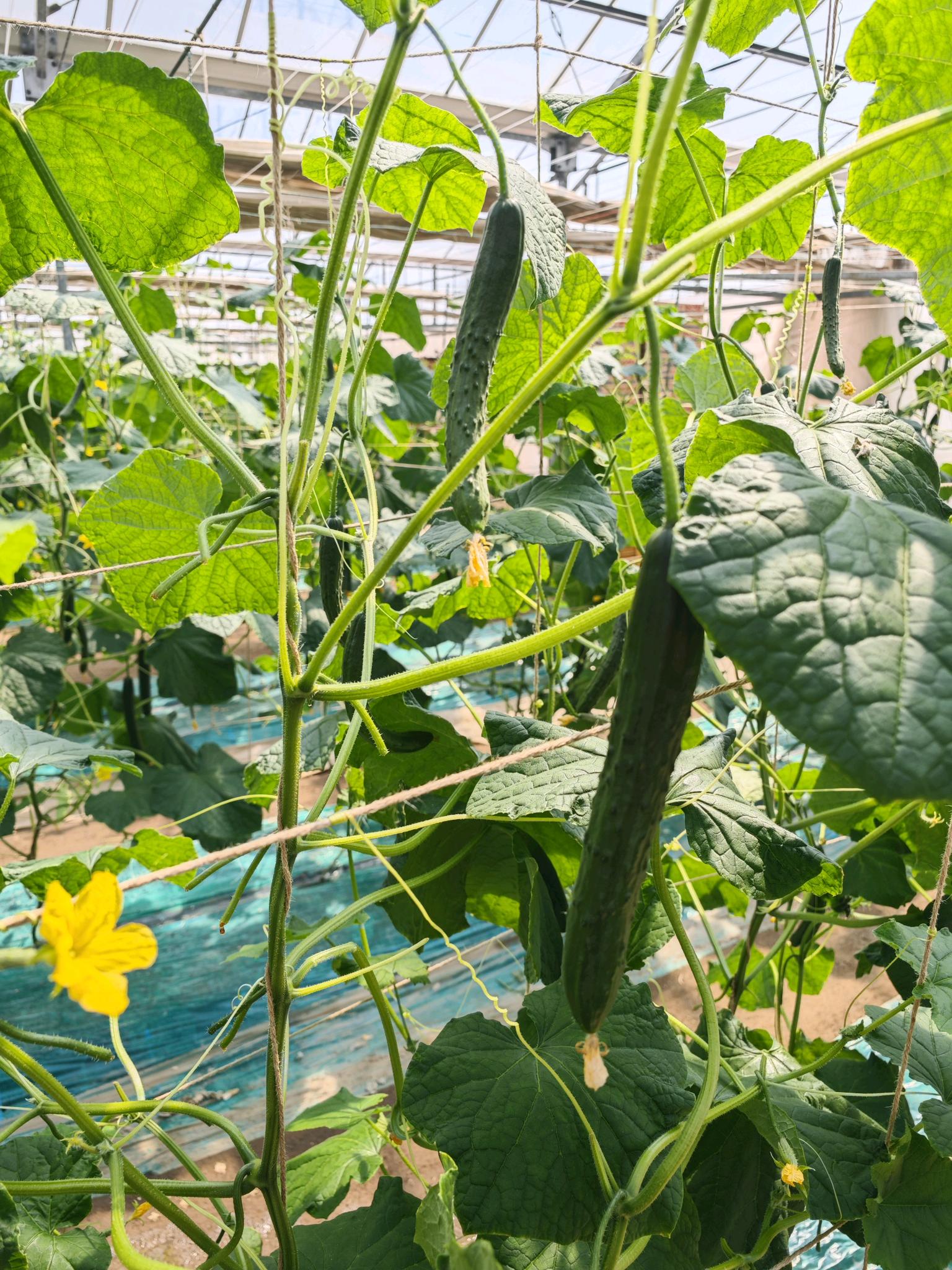 花付きキュウリがなっている様子