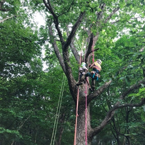 ツリークライミング体験の写真