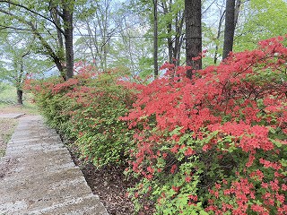 石段沿いの右側に満開のヤマツツジ。