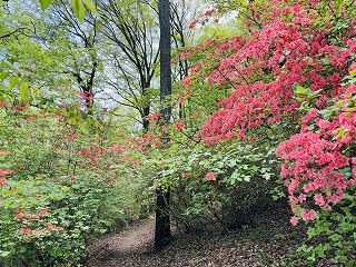 歩道に覆いかぶさるように咲いているヤマツツジ。