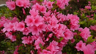 画面いっぱいのツツジの花たち。濃いピンク色をしている。