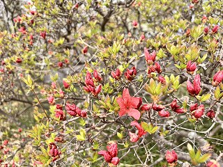 朱色のヤマツツジの1つだけ咲いている花。ほとんどつぼみ。