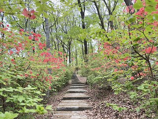 石段を挟んで両側に満開のヤマツツジ。下段から見た様子。