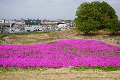 シバサクラ1