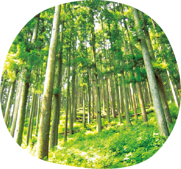 西川林業地域の山地林の写真