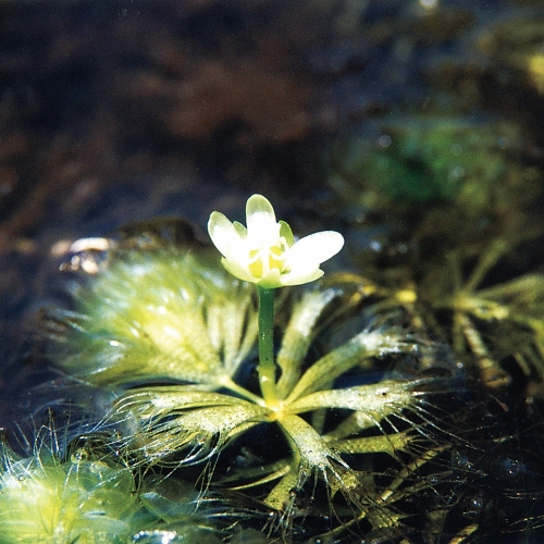 ムジナモの花