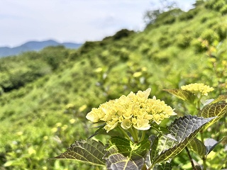アジサイの付き始めのつぼみと背景にはアジサイの斜面。つぼみはまだ黄色い。