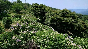 東展望台から左方面を見た様子。薄紫色に5割程度色づいている。
