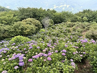 東展望台からアジサイを見下ろした様子。赤紫色のアジサイが一面に咲いている。