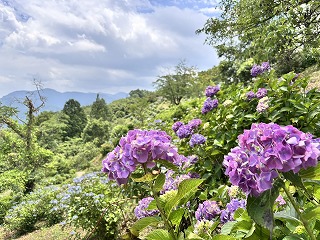 赤紫色のアジサイと青空。