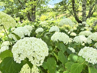 白いアジサイのアナベル。画面いっぱいのアナベル。