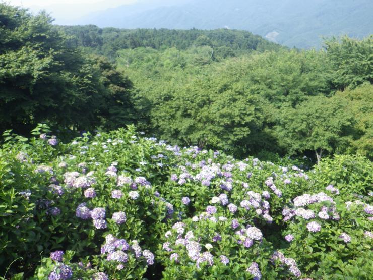 東展望台下の紫陽花は色あせている（令和7年7月7日）