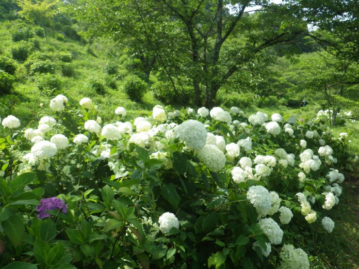 見頃継続中のアナベル（令和7年7月7日）