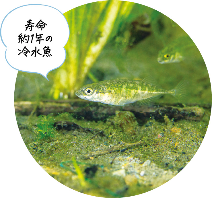 ムサシトミヨの写真。寿命約1年の冷水魚